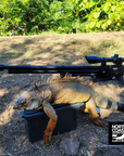 Green Iguana Hunting – Half Day Adventure
