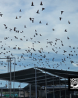 Rock Pigeon Hunting Adventure